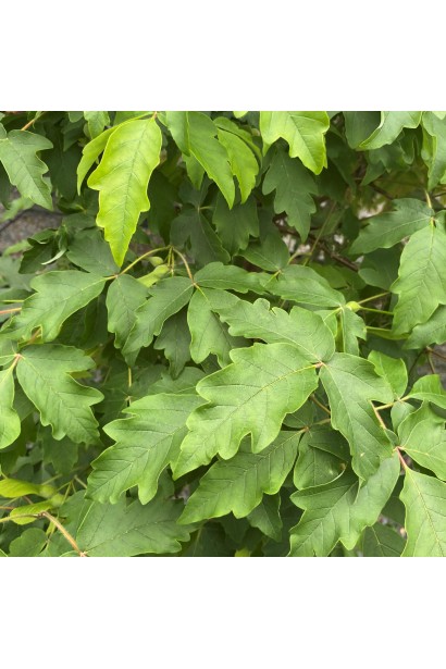 Листя клену сірого з сизим відтінком влітку